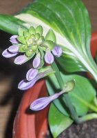 hosta plava.jpg