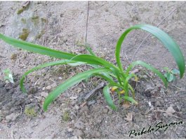 hymenocallis.jpg