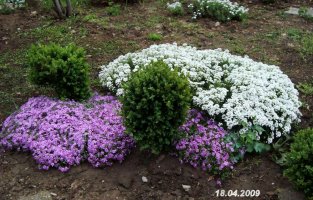 iberisiphlox.jpg
