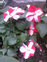 image004 edit.jpg