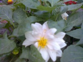 image017 edit.jpg