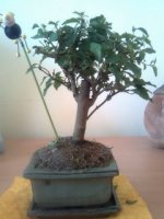 image019_resize.jpg