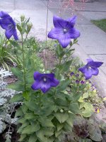 image049 edit.jpg