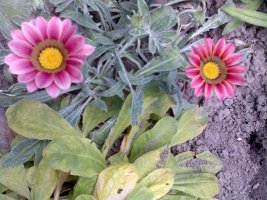 image051 edit.jpg