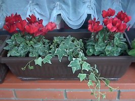 img00413.jpg
