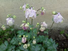 img0807a.jpg