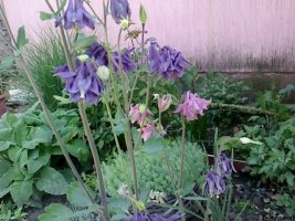 img0809a.jpg
