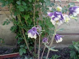 img0810a.jpg