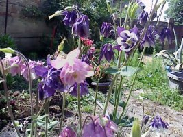 img0811a.jpg