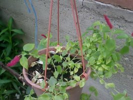 img1489a.jpg