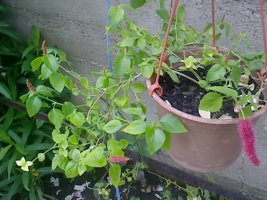img1491a.jpg