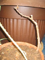 IMG_0166.jpg