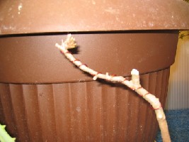 IMG_0168.jpg