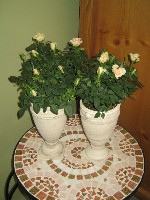 IMG_0990.jpg