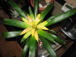 img_1019a.jpg