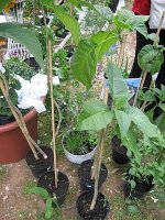 img_1661.jpg