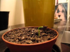 IMG_2377.JPG
