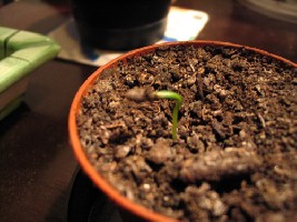 IMG_2380.JPG