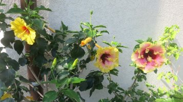 img_2580_resize.jpg
