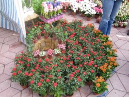 img_2619_resize.jpg