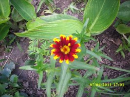 img_2950_resize.jpg