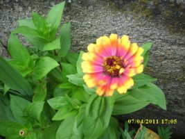img_2957_resize.jpg
