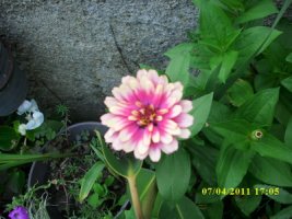 img_2958_resize.jpg