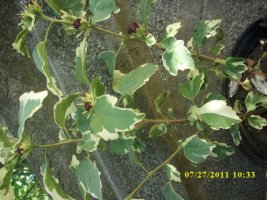 img_3114_resize.jpg