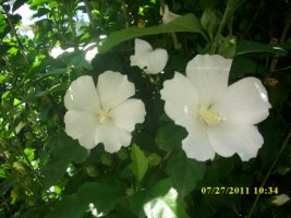 img_3115_resize.jpg