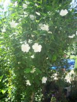 img_3116_resize.jpg