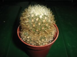 img_3578.jpg