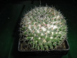 img_3581.jpg