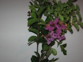 img_4535.jpg
