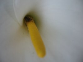 img_6239.jpg