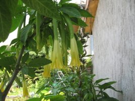 img_6242.jpg