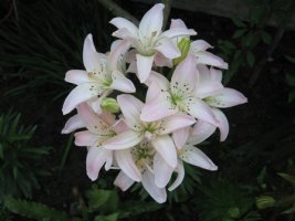 img_6245.jpg