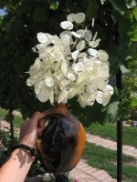 img_6287.jpg