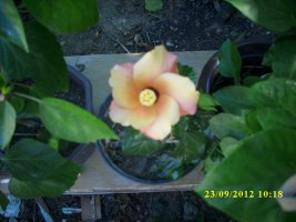 img_6354_resize.jpg