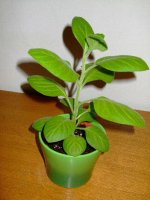 iochroma-200508.jpg