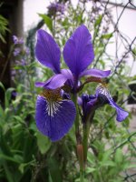 iris nepoznat.jpg