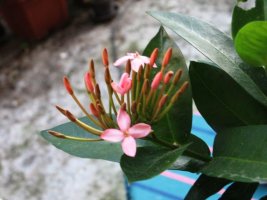 ixora_cvet.jpg
