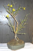 Jasmin-1bb.JPG