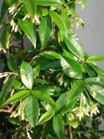 jasmin(2).jpg