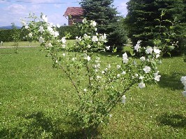 još bilja 009.jpg