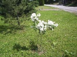 još bilja 010.jpg