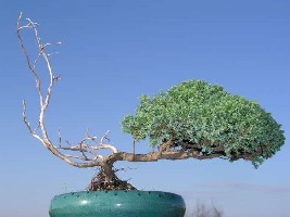 JUNIPERUS HORIZONTALIS.jpg
