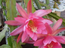 kaktus-epiphylum.jpg