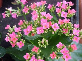 kalanchoe.jpg