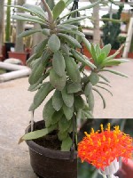 Kleinia grantii.jpg