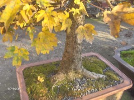 Klen - detalj.JPG